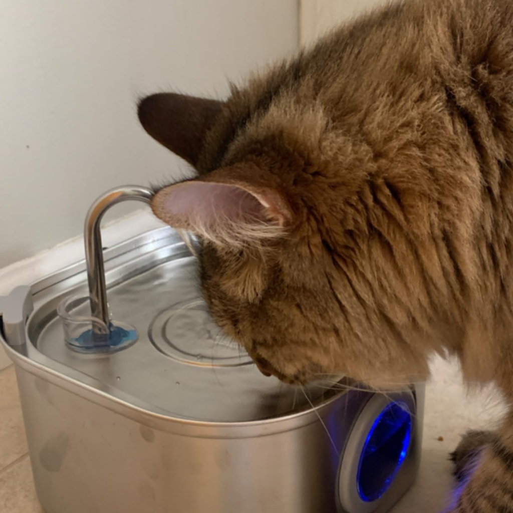 Brown_Cat_Drinking_From_HappyCat_Fountain