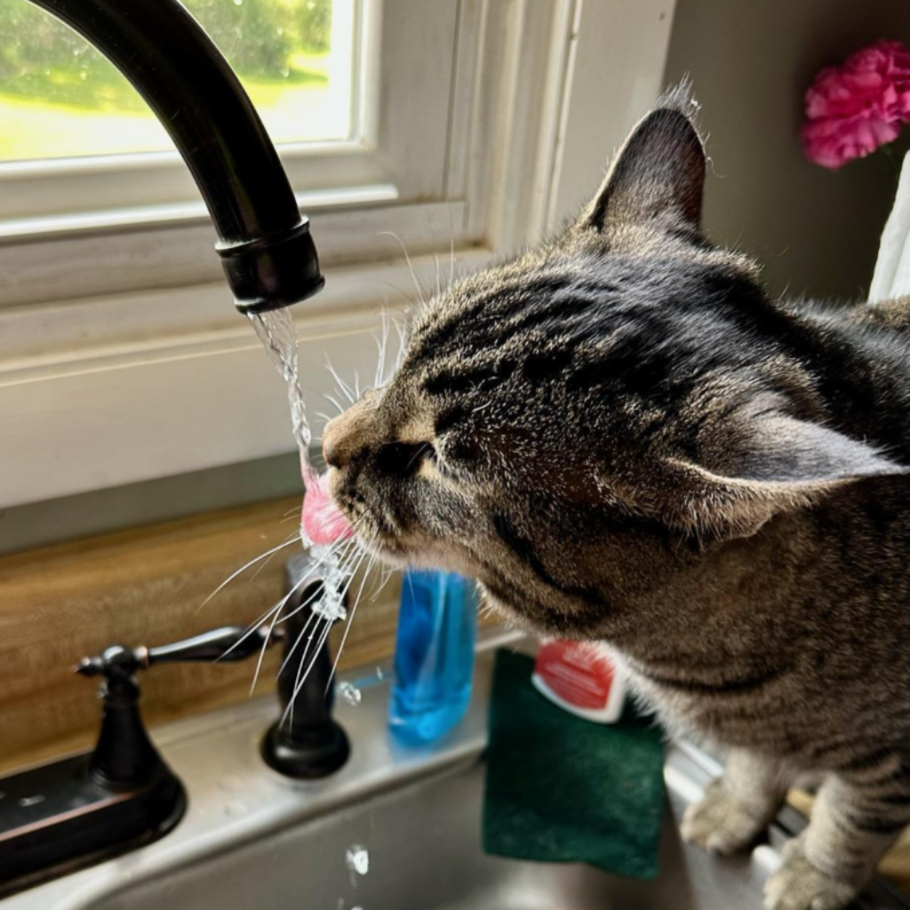 Cat_Drinking_From_Faucet